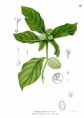 Morinda Citrifolia