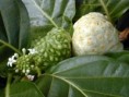 Morinda Citrifolia